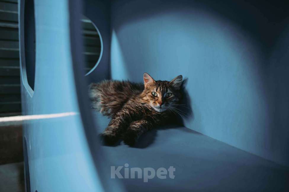 Кошки в других городах Московской области: Пастила украсит вашу жизнь! Девочка, Бесплатно - фото 4