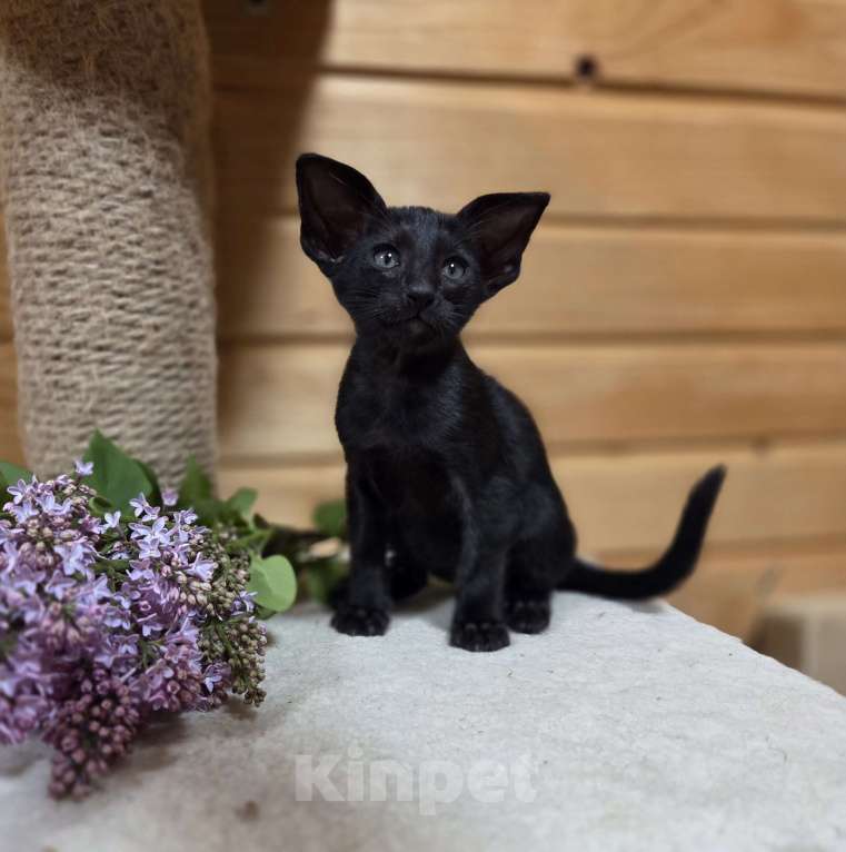 Кошки в других городах Московской области: Ориентальные котята с документами Разнополые, 50 000 руб. - фото 1