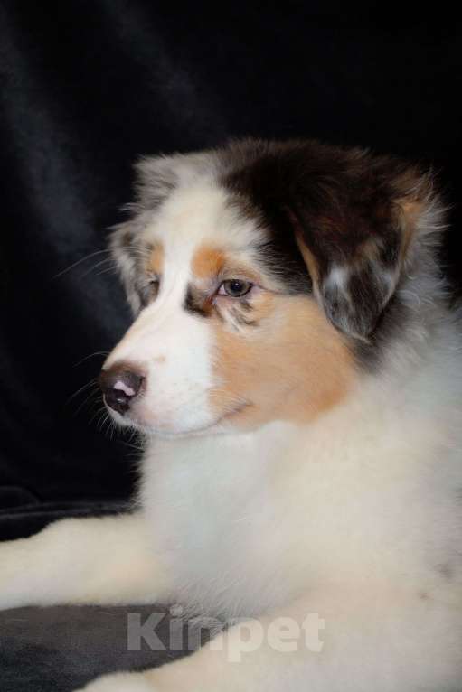 Собаки в других городах Московской области: Австралийская овчарка (аусси) Девочка, 70 000 руб. - фото 7