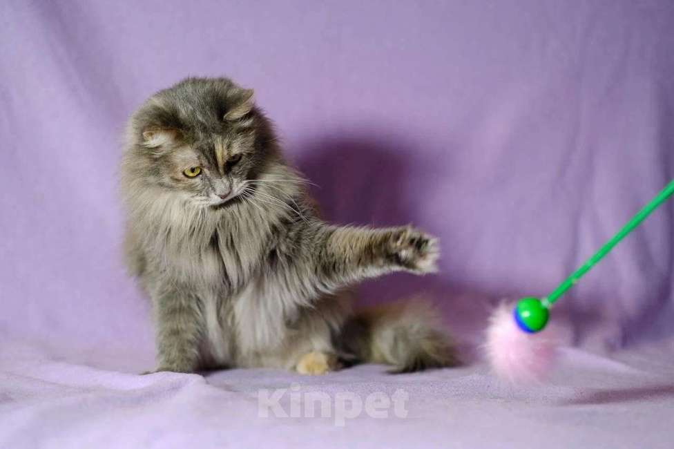 Кошки в Москве: Пушистая красавица ищет дом Девочка, Бесплатно - фото 4