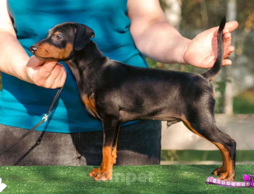 Собаки в Москве: Щенки цвергпинчера (питомник РКФ) Мальчик, Бесплатно - фото 2