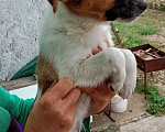 Собаки в Феодосии: Щенок в добрые руки Девочка, 1 руб. - фото 5