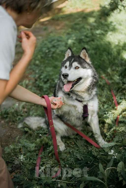 Собаки в Москве: Канзи ищет дом.  В добрые руки. Мальчик, Бесплатно - фото 2