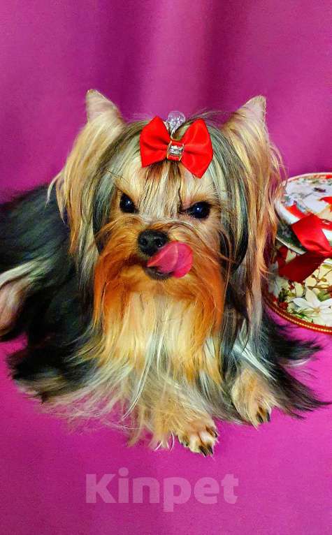 Собаки в Москве: МИНИ МАЛЬЧУГАН ПОДРОЩЕННЫЙ Мальчик, 45 руб. - фото 8