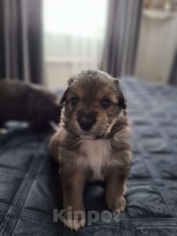 Собаки в других городах Московской области: Щенки метиса бордер-колли и бельгийской овчарки Разнополые, 1 000 руб. - фото 9