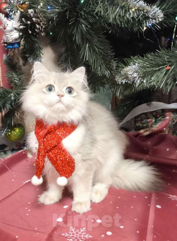 Кошки в Москве: Голубая золотая шиншилла  Мальчик, 40 000 руб. - фото 1