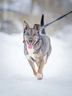 Ласковая, добрая собака Мэри мечтает о родной семье и доме