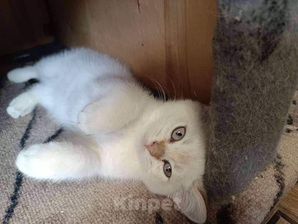 Кошки в Екатеринбурге: Прямоухая девочка окраса color point Девочка, 12 000 руб. - фото 9