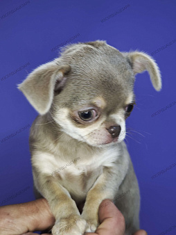 Девочка лилового окраса