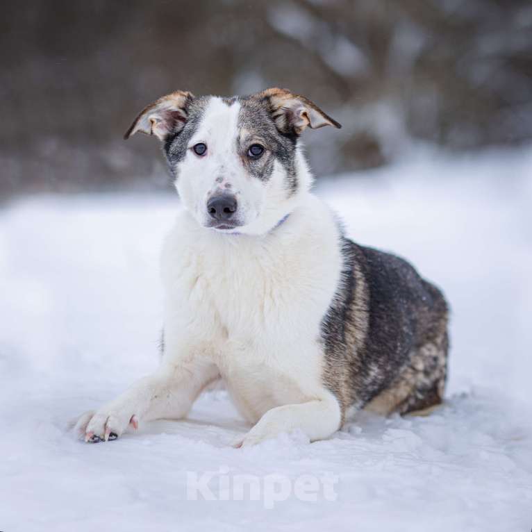 Собаки в Солнечногорске: Спокойная, мудрая девочка, 1 год Девочка, Бесплатно - фото 1