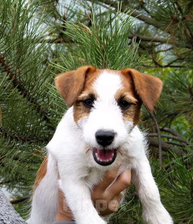 Собаки в других городах Ростовской области: Джек Рассел Терьер Мальчик, 30 000 руб. - фото 7