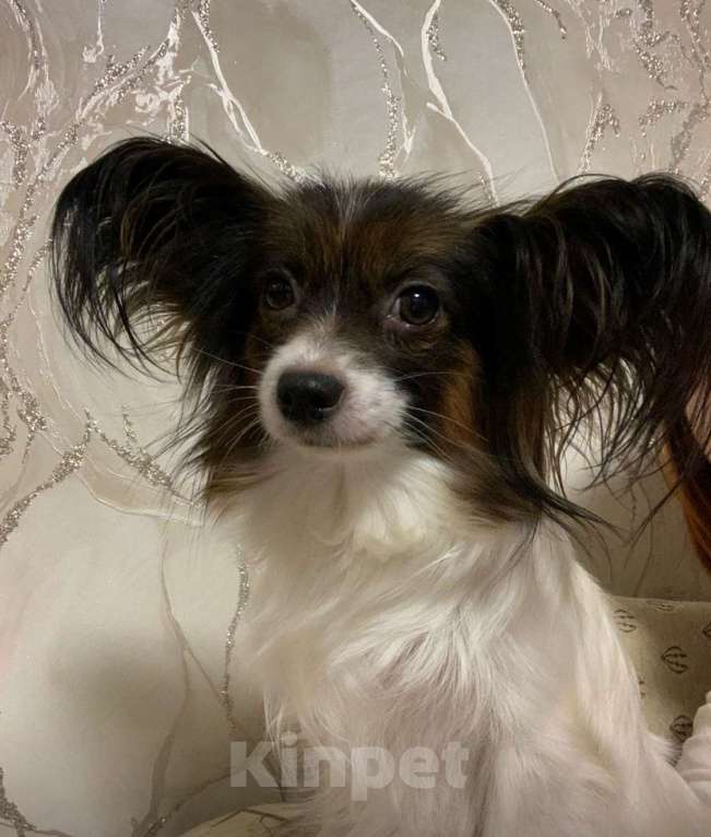 Собаки в Краснодаре: Пара папийонов Девочка, Бесплатно - фото 2