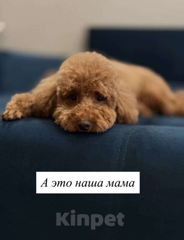 Собаки в Егорьевске: Щенки пуделя ред браун миниатюра Девочка, 60 000 руб. - фото 3