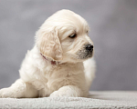 Собаки в Одинцово: Щенок золотистого ретривера Мальчик, 45 000 руб. - фото 2