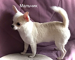Собаки в Москве: Щенок чихуахуа мальчик короткошерстный.  Мальчик, 25 000 руб. - фото 2