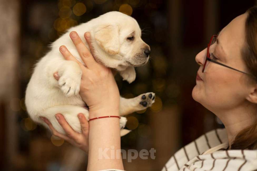 Собаки в Санкт-Петербурге: IRISLAV COMPLIMENT Мальчик, 140 000 руб. - фото 5