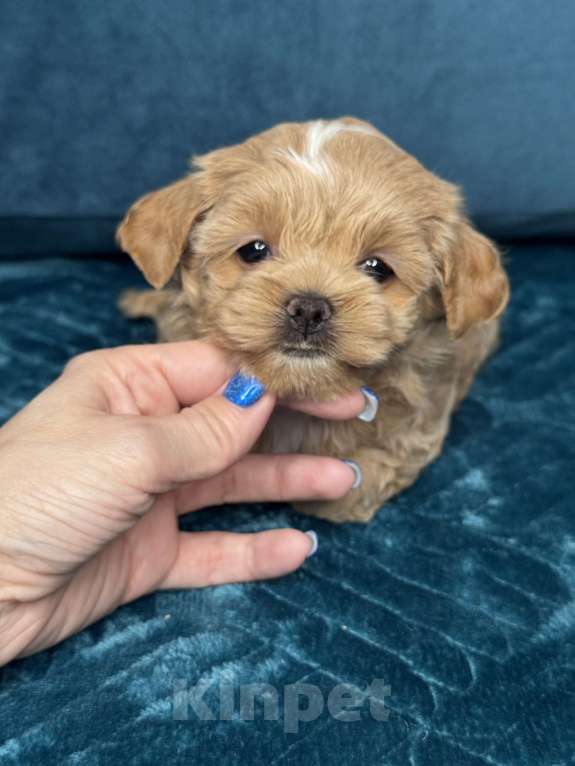 Собаки в Москве: Девочка мальтипу f1 Мишани стар Жания  Девочка, 250 000 руб. - фото 3