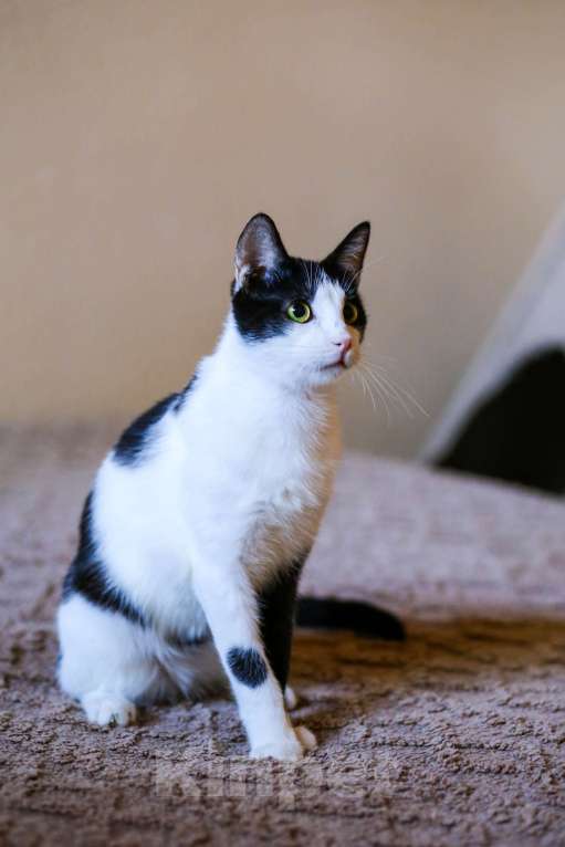 Кошки в Москве: Котенок в добрые руки Мальчик, Бесплатно - фото 4