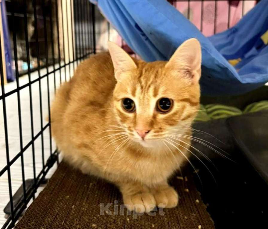 Кошки в Москве: Шикарный юный котик Янтарь в добрые руки  Мальчик, Бесплатно - фото 3