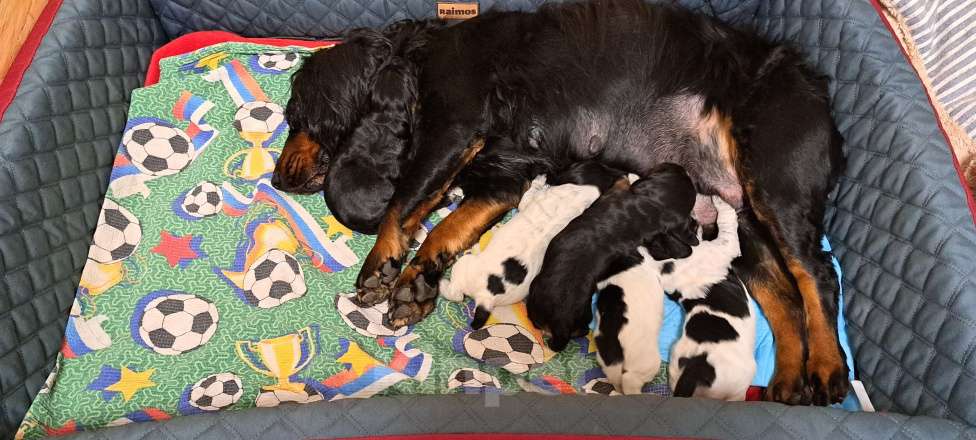 Собаки в Москве: Зита Девочка, 70 000 руб. - фото 1