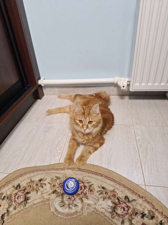 Кошки в Краснодаре: Курбобики Мальчик, Бесплатно - фото 7