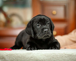 Собаки в Москве: Лабрадор чёрный (мальчик), питомник Мальчик, 55 000 руб. - фото 4