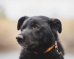 Собаки в Москве: Удивительный пес с ярко выраженной индивидуальностью Сэм, ищет дом! Мальчик, Бесплатно - фото 7