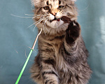 Кошки в Мытищах: Котенок Мейн-кун Мальчик, 40 000 руб. - фото 13
