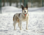 Собаки в Москве: Белка провела 10 лет на улице и хочет домой Девочка, 1 руб. - фото 2