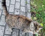 Кошки в Королеве: Серенькая, ласковая, бывшая домашняя Девочка, Бесплатно - фото 3
