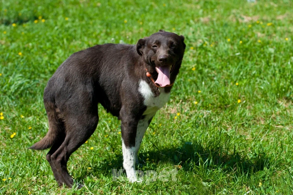 Собаки в Москве: Малышка Токио Девочка, Бесплатно - фото 2
