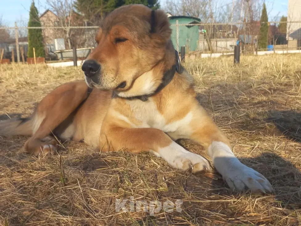 Собаки в Смоленске: Щенки САО (алабай) Девочка, 30 000 руб. - фото 8
