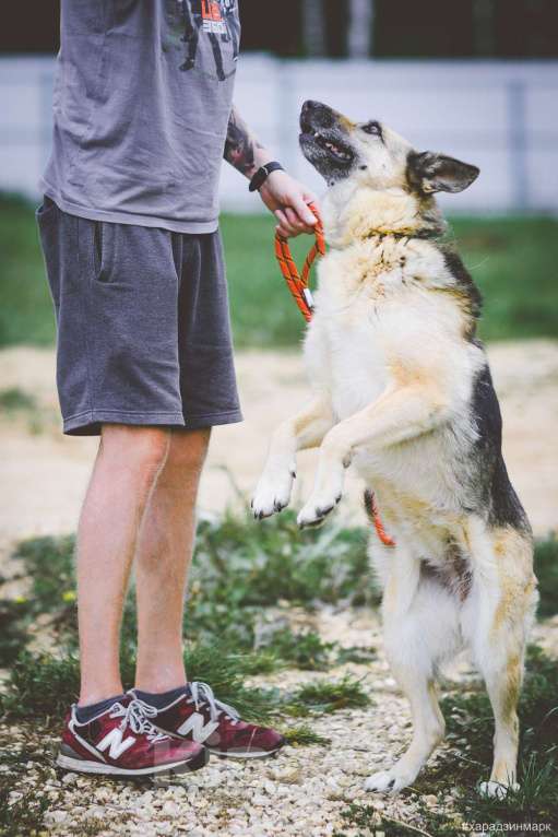 Собаки в Москве: Гера Девочка, Бесплатно - фото 2