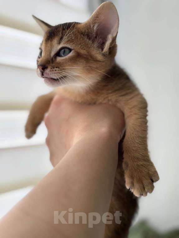 Кошки в Москве: Джина Девочка, 50 000 руб. - фото 4