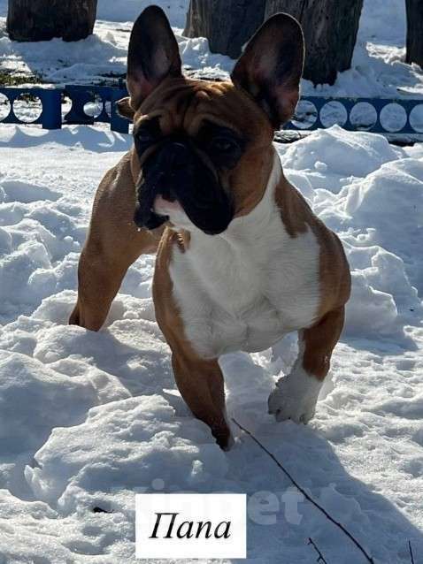 Собаки в Новочеркасске: Французский бульдог Мальчик, 25 000 руб. - фото 2