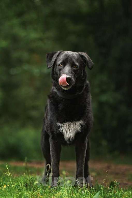 Собаки в Москве: Чёрный богатырь Макс в добрые руки Мальчик, Бесплатно - фото 2