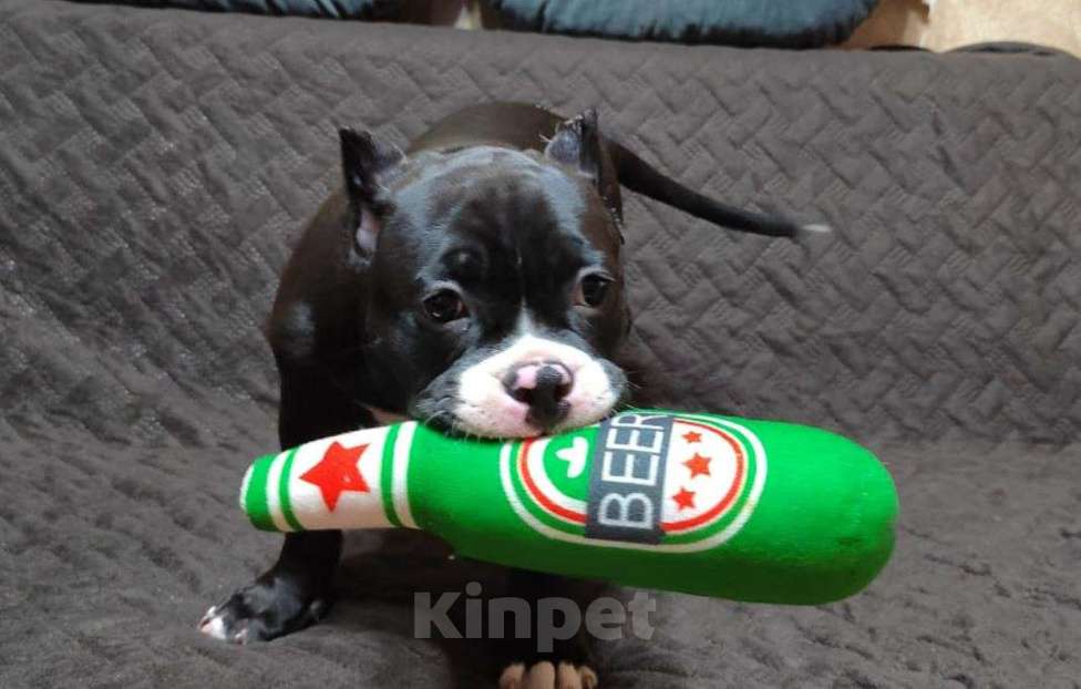 Собаки в Магнитогорске: Щенки Американского булли Девочка, Бесплатно - фото 1