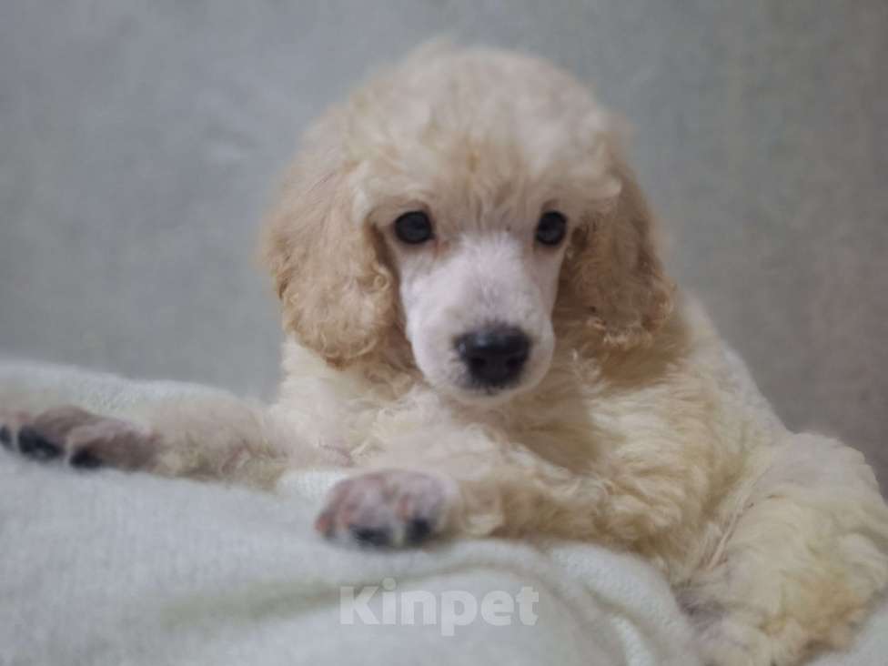 Собаки в Санкт-Петербурге: Девочка среднего пуделя,белого окраса Девочка, 150 руб. - фото 3