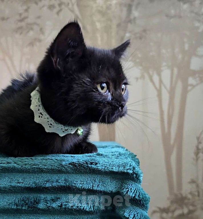 Кошки в Хабаровске: Девон-рекс мальчик Мальчик, 5 000 руб. - фото 4
