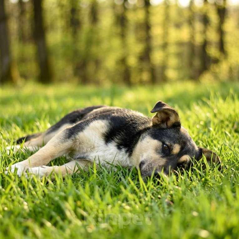 Собаки в Москве: Ника в добрые руки Девочка, Бесплатно - фото 5