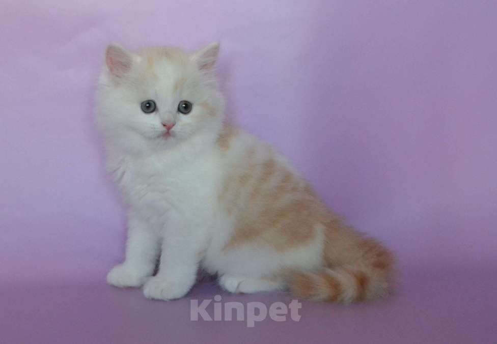 Кошки в Самаре: кот Нельсон, 10 000 руб. - фото 1