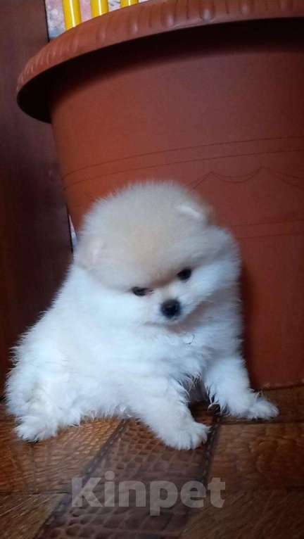 Собаки в Екатеринбурге: шпицемишки Девочка, 65 000 руб. - фото 4