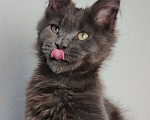 Кошки в Тюмени: Котенок мейн-кун Девочка, 35 000 руб. - фото 2