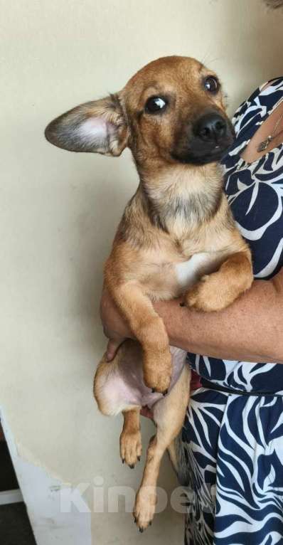 Собаки в Москве: Маленькая собачка в дар Девочка, Бесплатно - фото 6