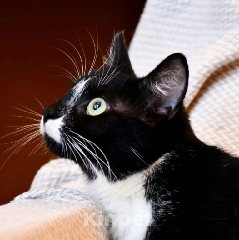 Кошки в Москве: Маркизу чудом спасли от живодеров, теперь ей нужен дом Девочка, Бесплатно - фото 3