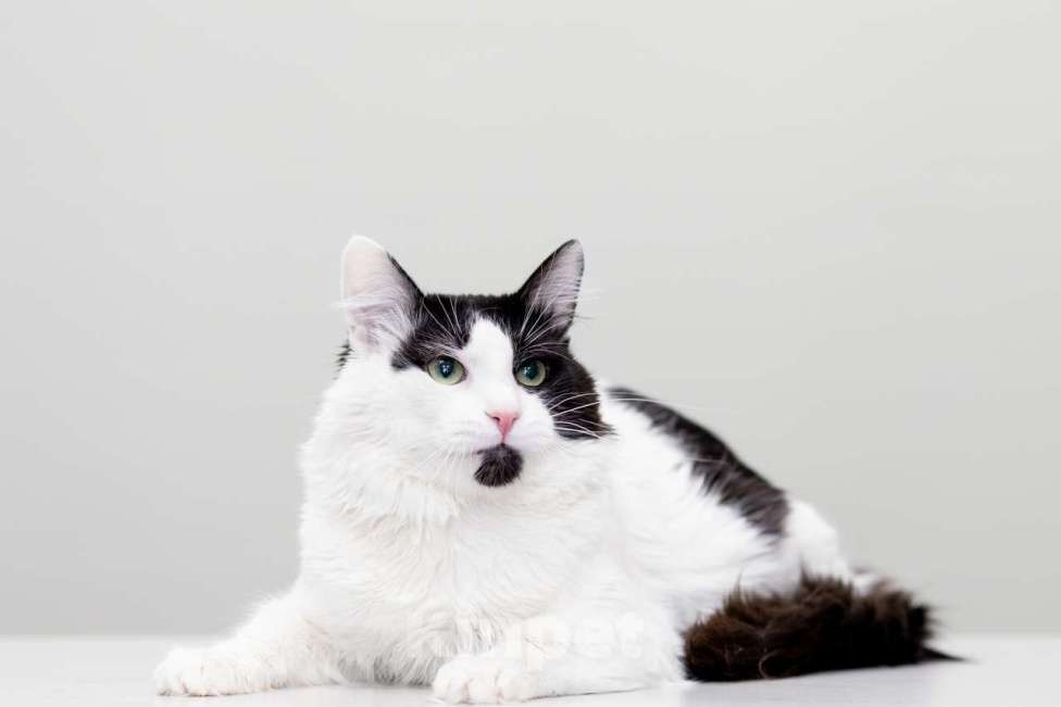 Кошки в Москве: Кот Шнапс в добрые руки Мальчик, Бесплатно - фото 5