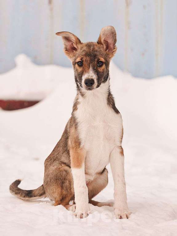 Собаки в других городах Московской области: Милана якутенок Девочка, Бесплатно - фото 6