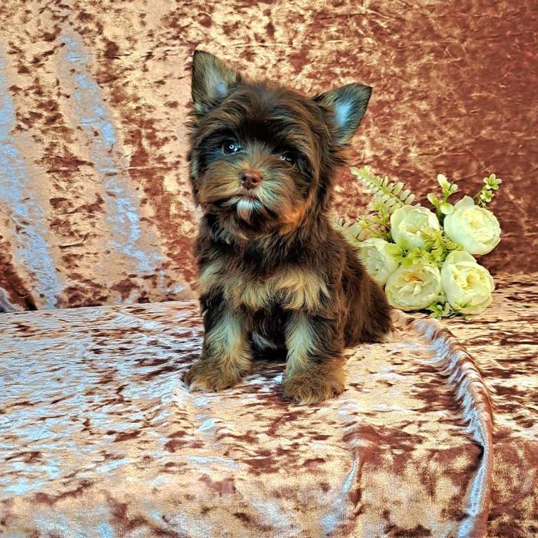 Собаки в Санкт-Петербурге: Шоколадный йорк девочка Девочка, 75 000 руб. - фото 1