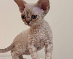 Кошки в Лобне: Мальчик девон рекс Мальчик, 80 000 руб. - фото 5