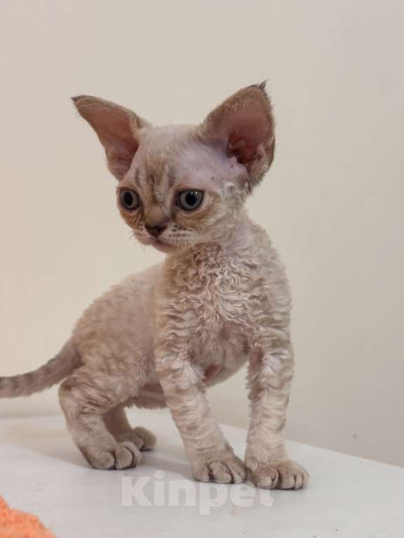 Кошки в Лобне: Мальчик девон рекс Мальчик, 80 000 руб. - фото 5